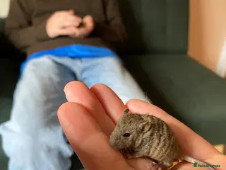 Mouse rodents Baby mice - Advert 2