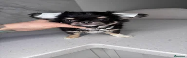 Chihuahua 2