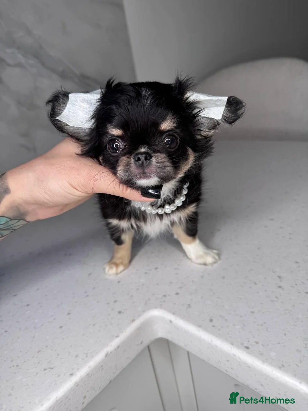 Chihuahua dogs for sale: Four Tiny Hearts,Personalities Beautiful Chihuahua in Liverpool - Advert 6