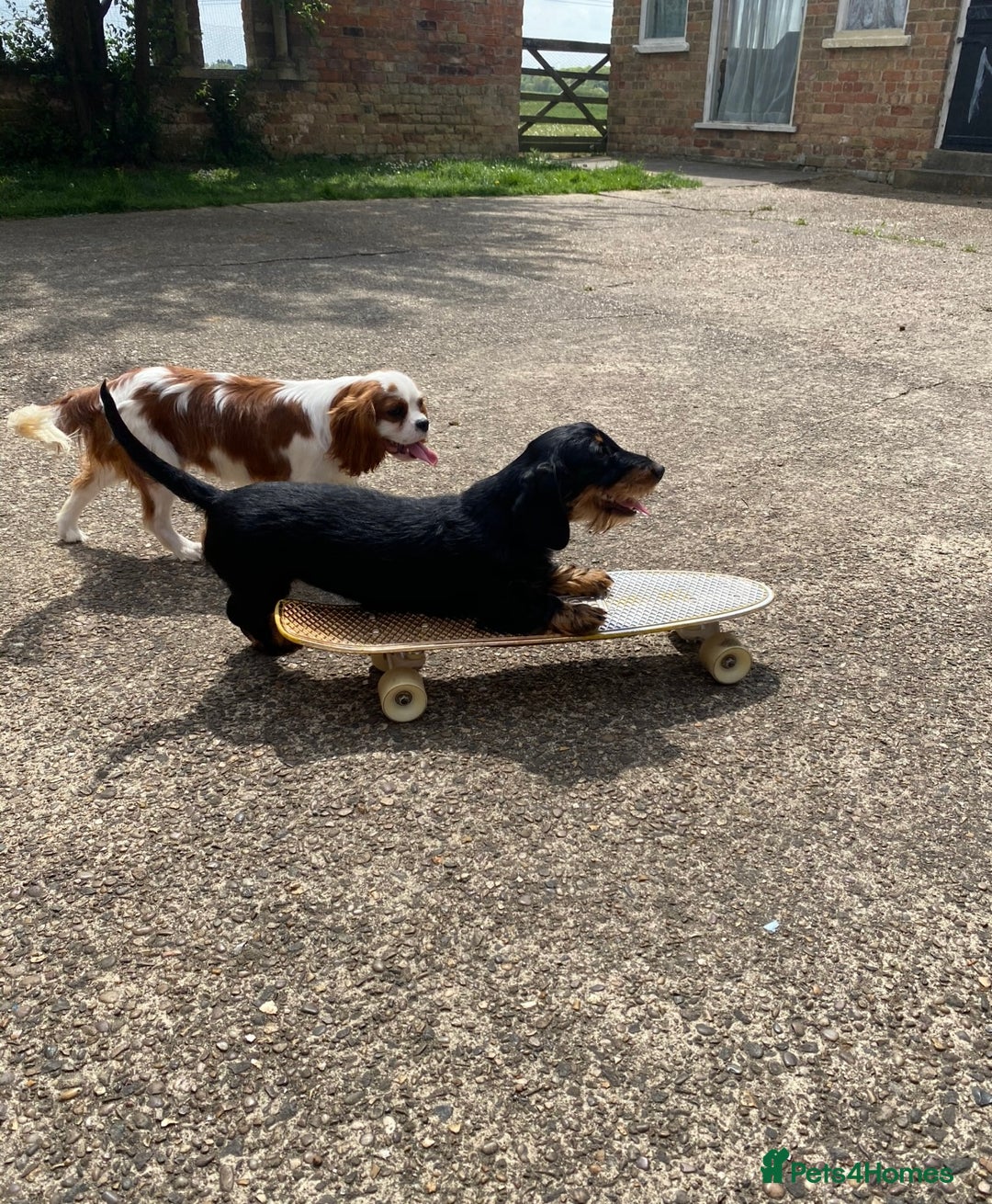 Dachshund dogs for sale: Fully dna health tested wire hair dachshund pups - Image 26