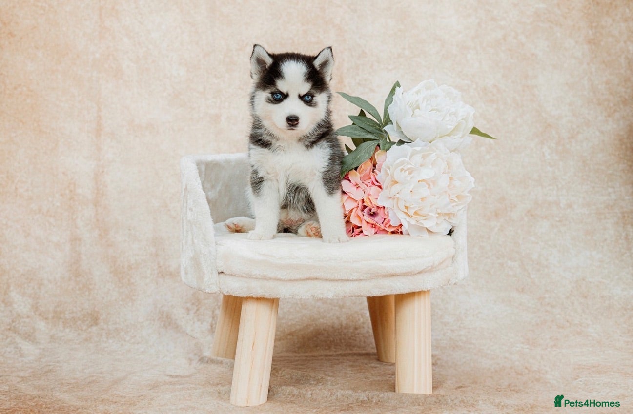 Pomsky dogs F3 Pomsky Puppies - all blue eyed  - Advert 1