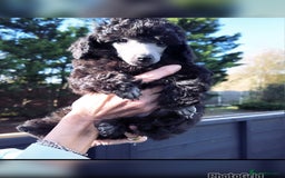 Miniature Poodle dogs for sale: Last one Silver mini poodles  - Advert 6