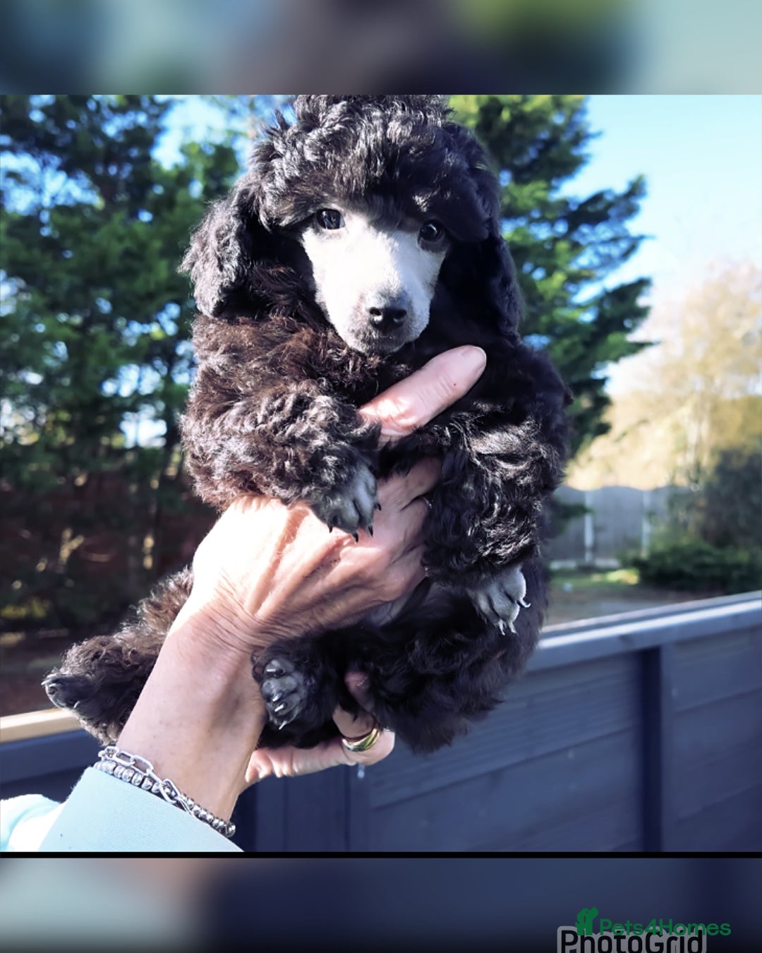 Miniature Poodle dogs for sale: Last one Silver mini poodles  - Advert 6
