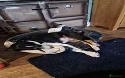 Mixed Breed dogs for sale: 2 Female Collie pups for sale - Advert 17