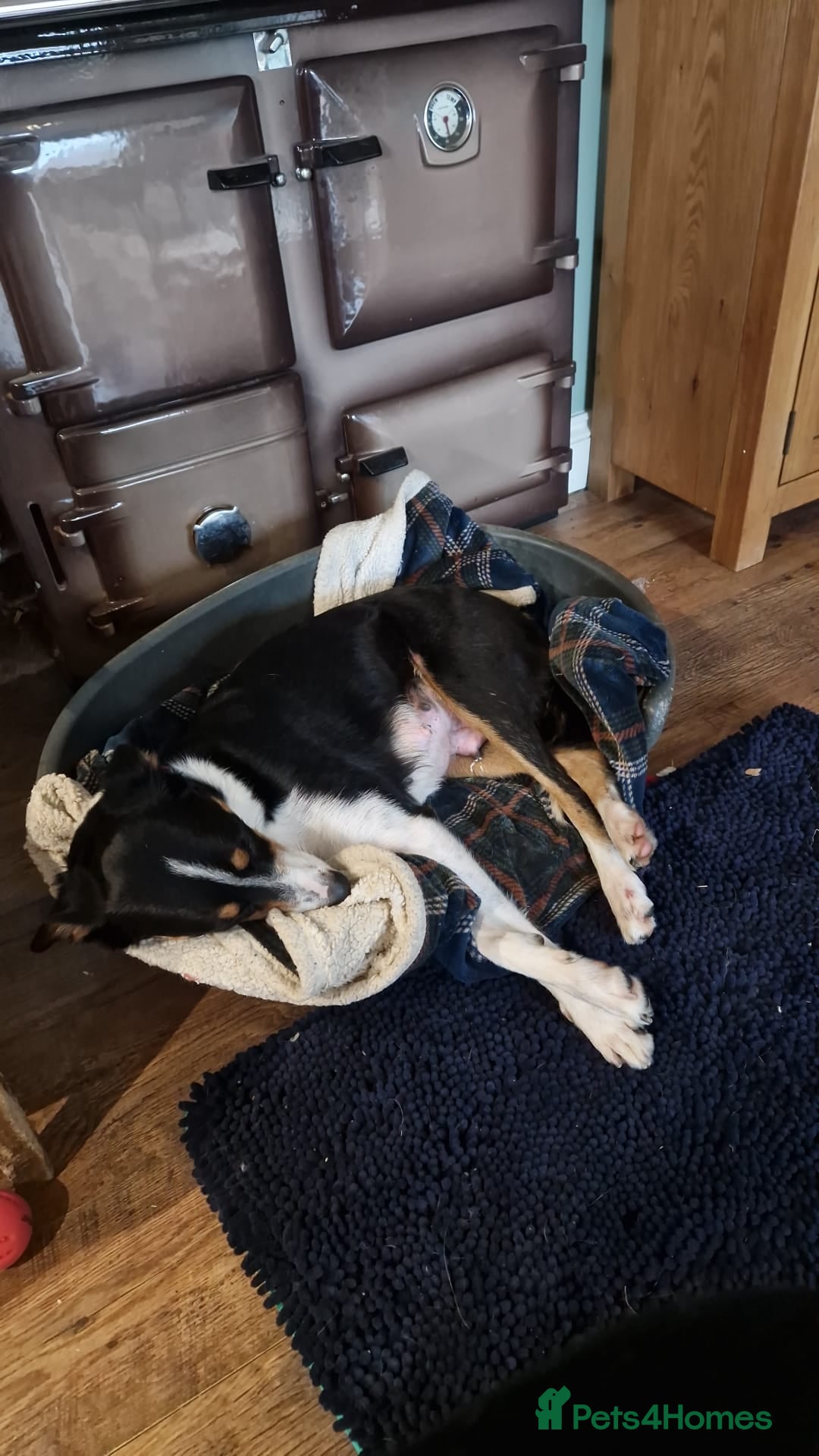 Mixed Breed dogs for sale: 2 Female Collie pups for sale - Advert 17
