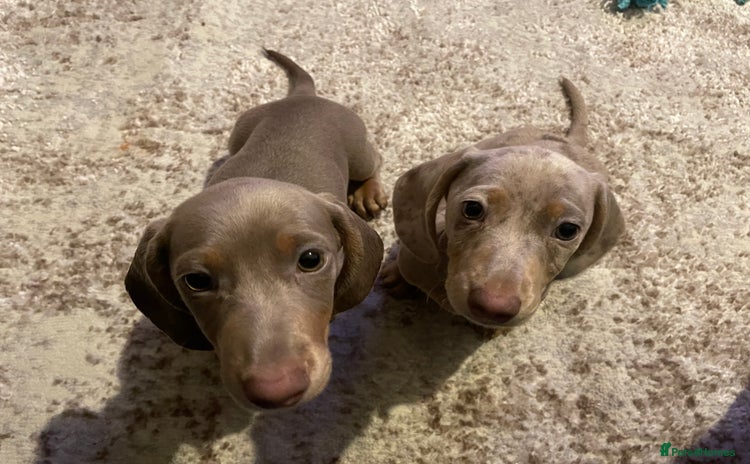 Miniature Dachshund dogs - Advert 14
