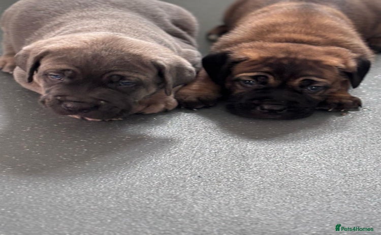 Cane Corso dogs - Advert 1