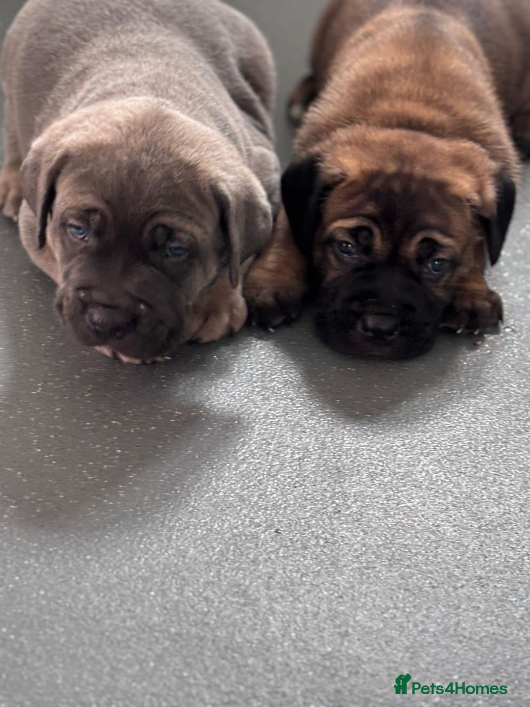 Cane Corso dogs for sale: Cane Corso puppies - Image 1