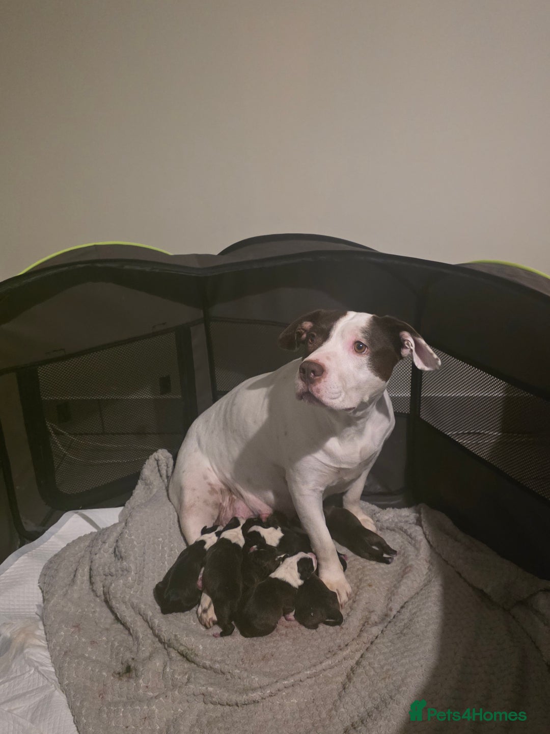 Staffordshire Bull Terrier dogs for sale: Staffy pups  - Advert 2