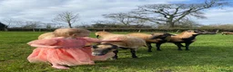 Sheep livestock for sale: 🐑 African Cameroon Lambs – Born April 2026 🐑 in Brecon - Advert 4