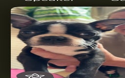 Boston Terrier dogs for sale: 🩷BOSTON TERRIER PUPPIES🩷 - Image 3