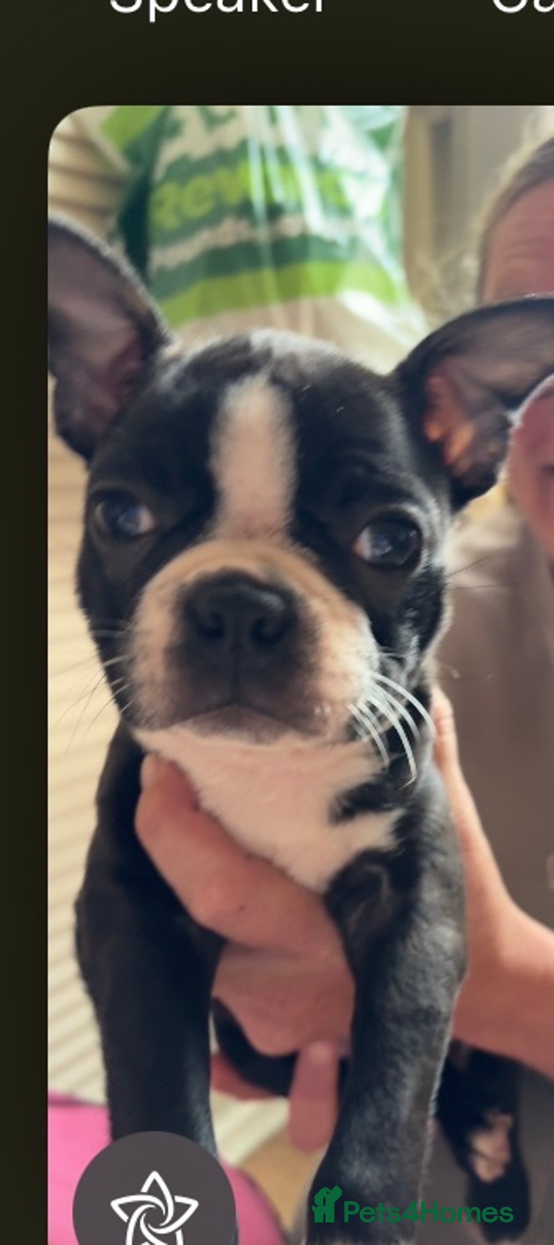 Boston Terrier dogs for sale: 🩷BOSTON TERRIER PUPPIES🩷 - Image 3