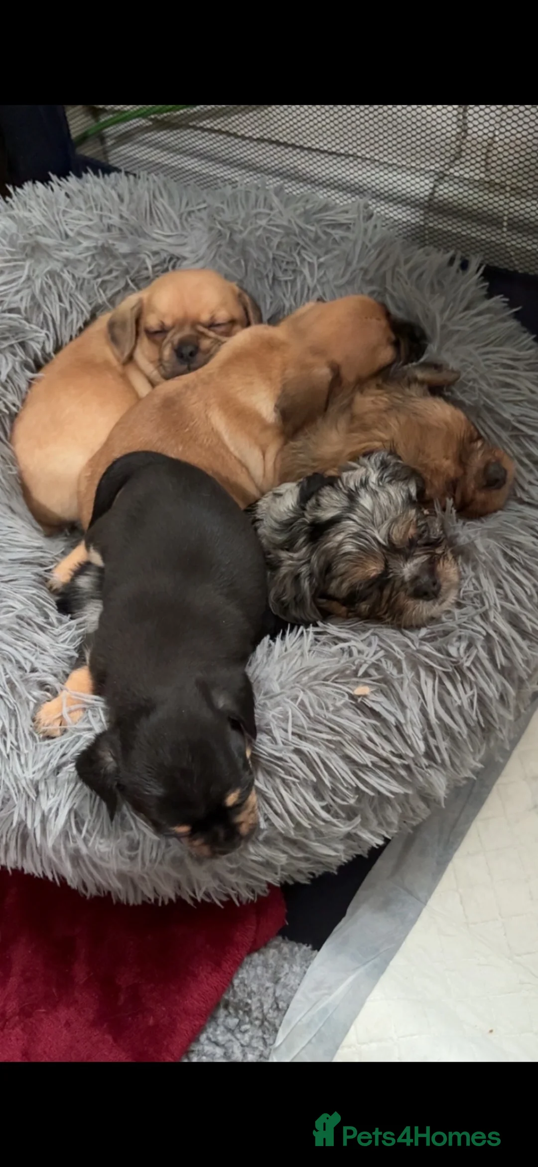 Mixed Breed dogs for sale: Pug/frenchie mixed breed puppies - Advert 10