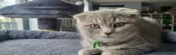 Scottish Fold cats for sale: 🥳PRICE REDUCED! 🥳CUTE PEDIGREE KITTENS!!!🤩  - Advert 7