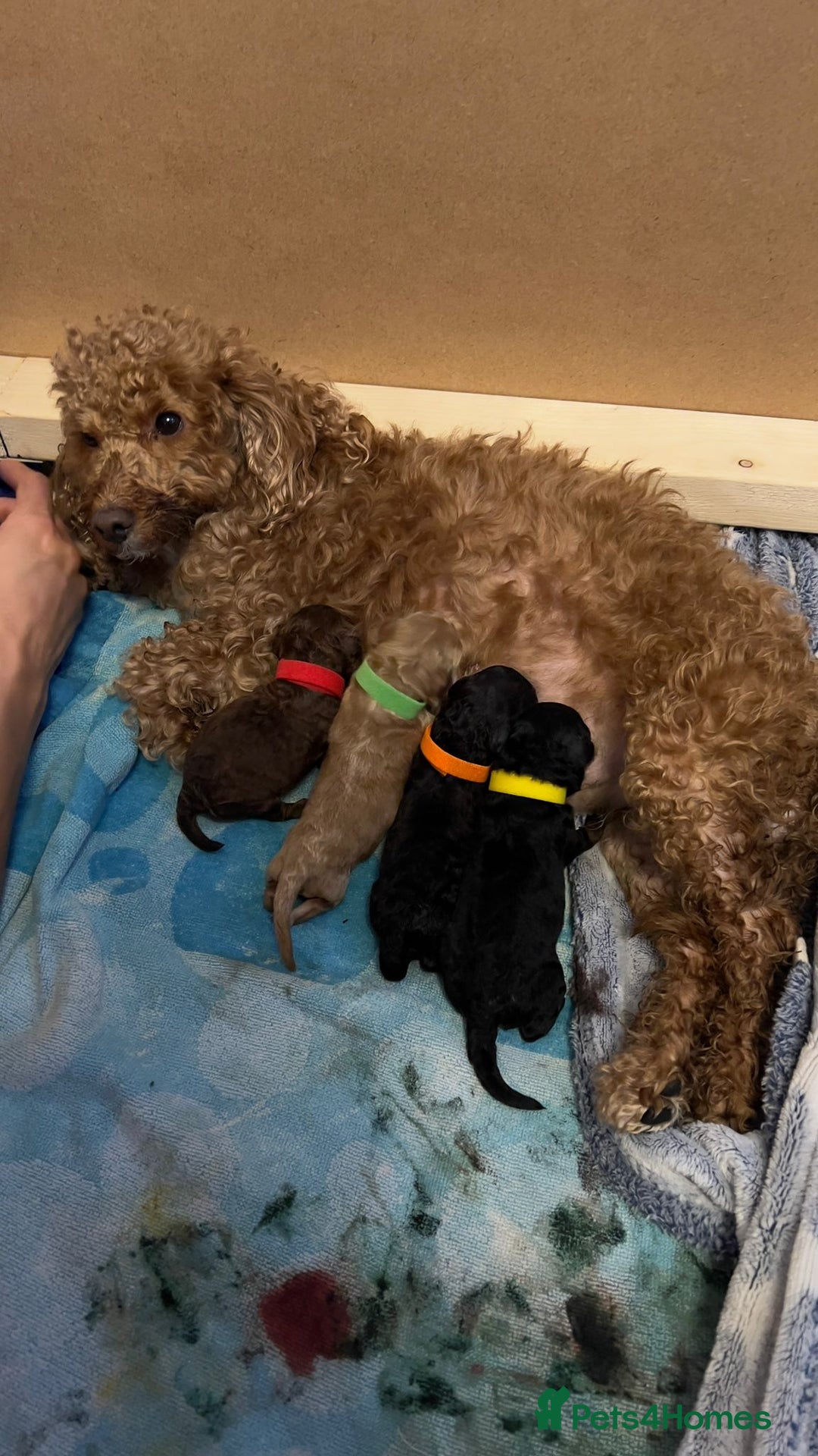 Toy Poodle dogs for stud: PRA Clear,Kc reg,proven toy poodle in Manchester - Image 11