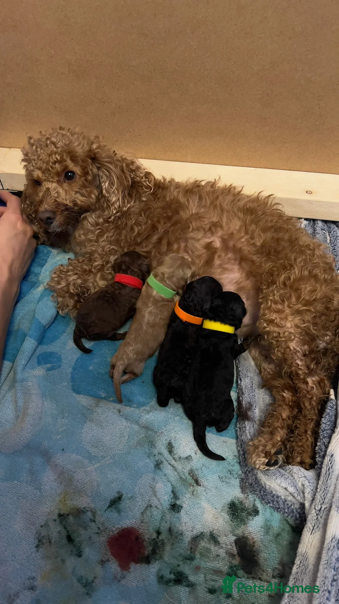 Toy Poodle dogs for stud: PRA Clear,Kc reg,proven toy poodle in Manchester - Advert 11
