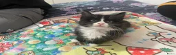 Mixed Breed cats for sale:  kittens 😸  - Advert 21