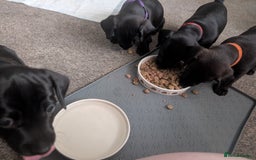 Mixed Breed dogs for sale: Doxie-Dales ready now - Image 27