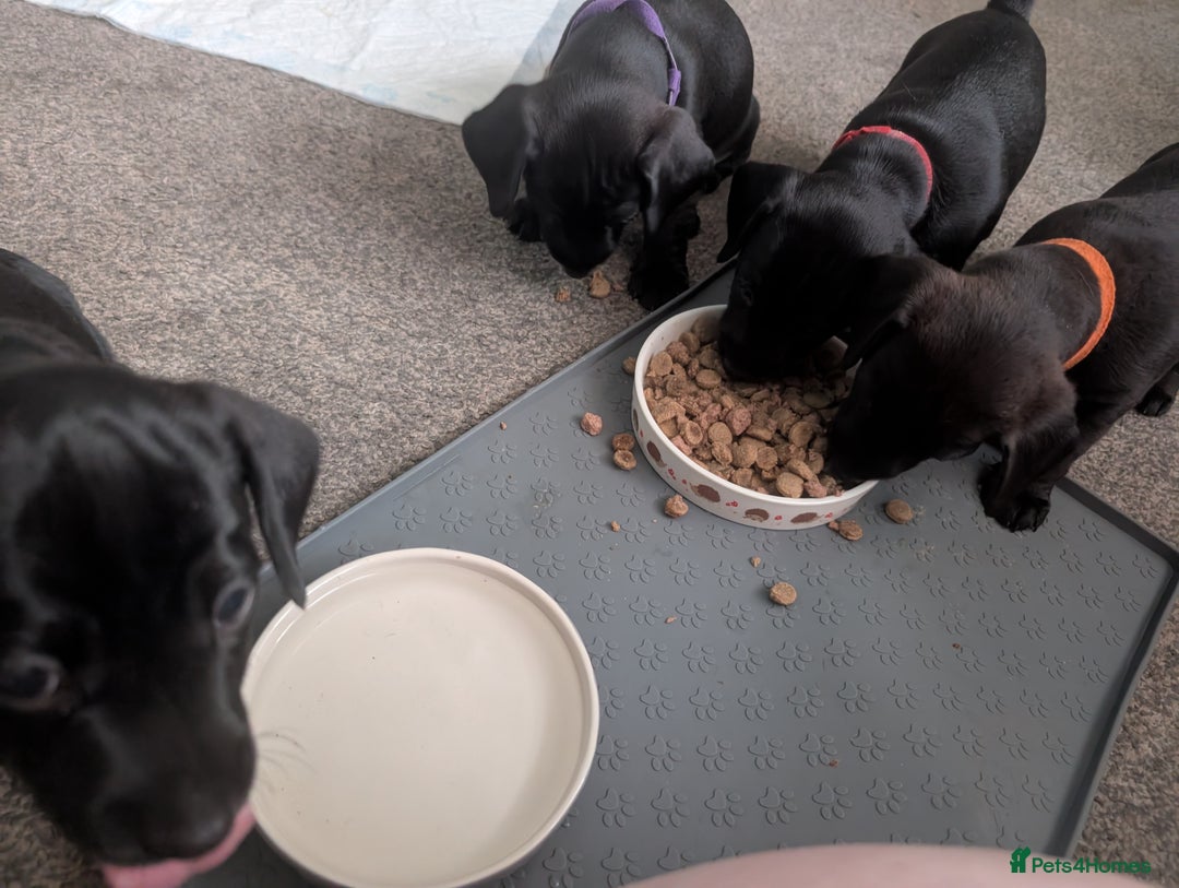 Mixed Breed dogs for sale: Doxie-Dales ready now - Image 27