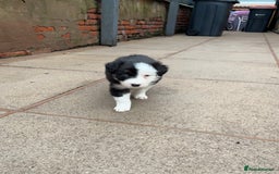 Border Collie dogs for sale: Beautiful Tri-colour border collies - Image 6