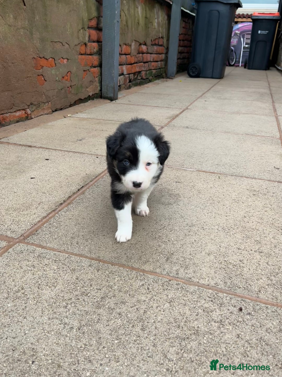 Border Collie dogs for sale: Beautiful Tri-colour border collies - Image 6