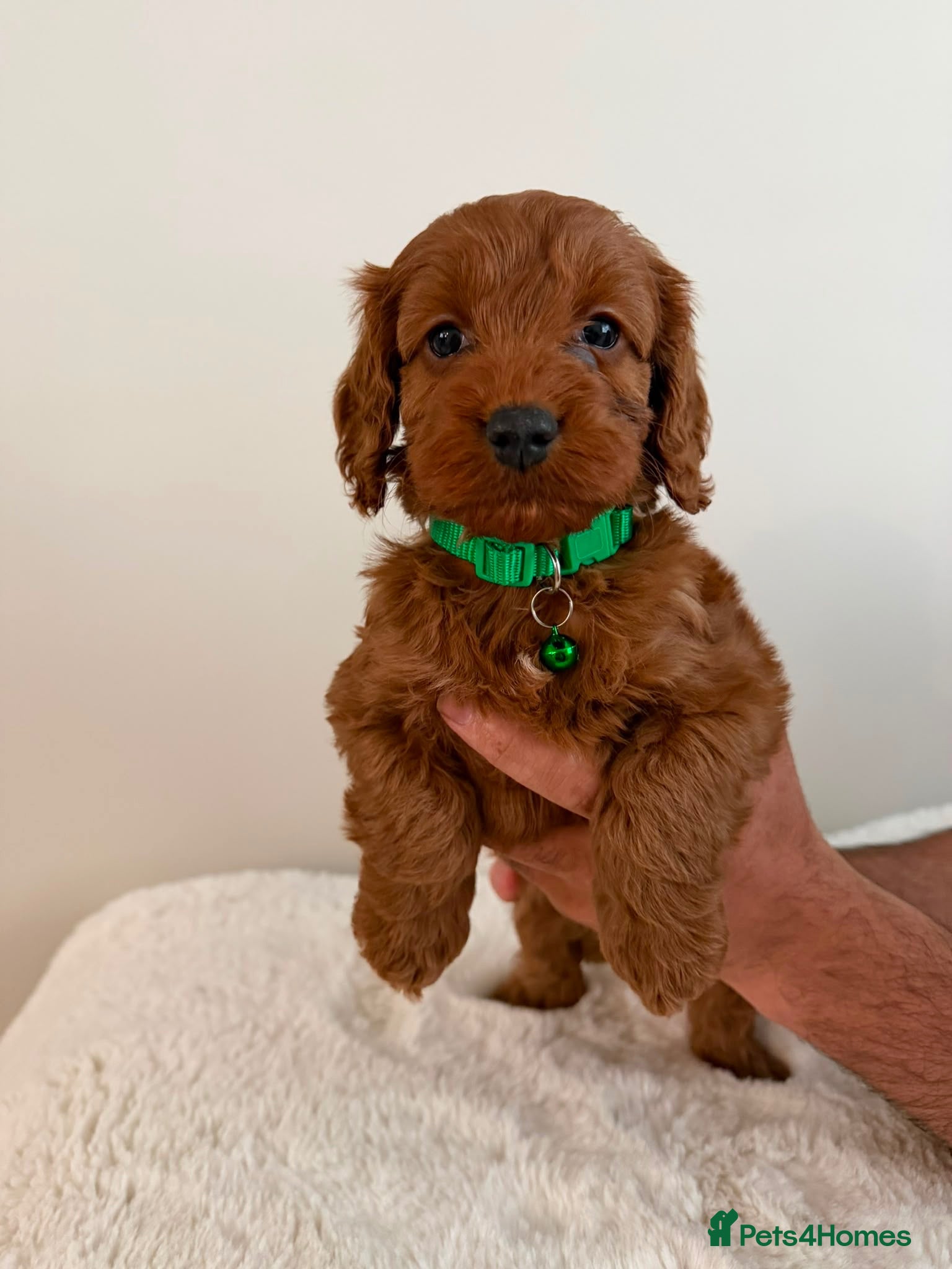 Cockapoo dogs Cockapoo Puppies - Advert 2