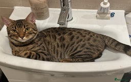 Bengal cats for sale: Sibling Bengals for Sale - Image 4