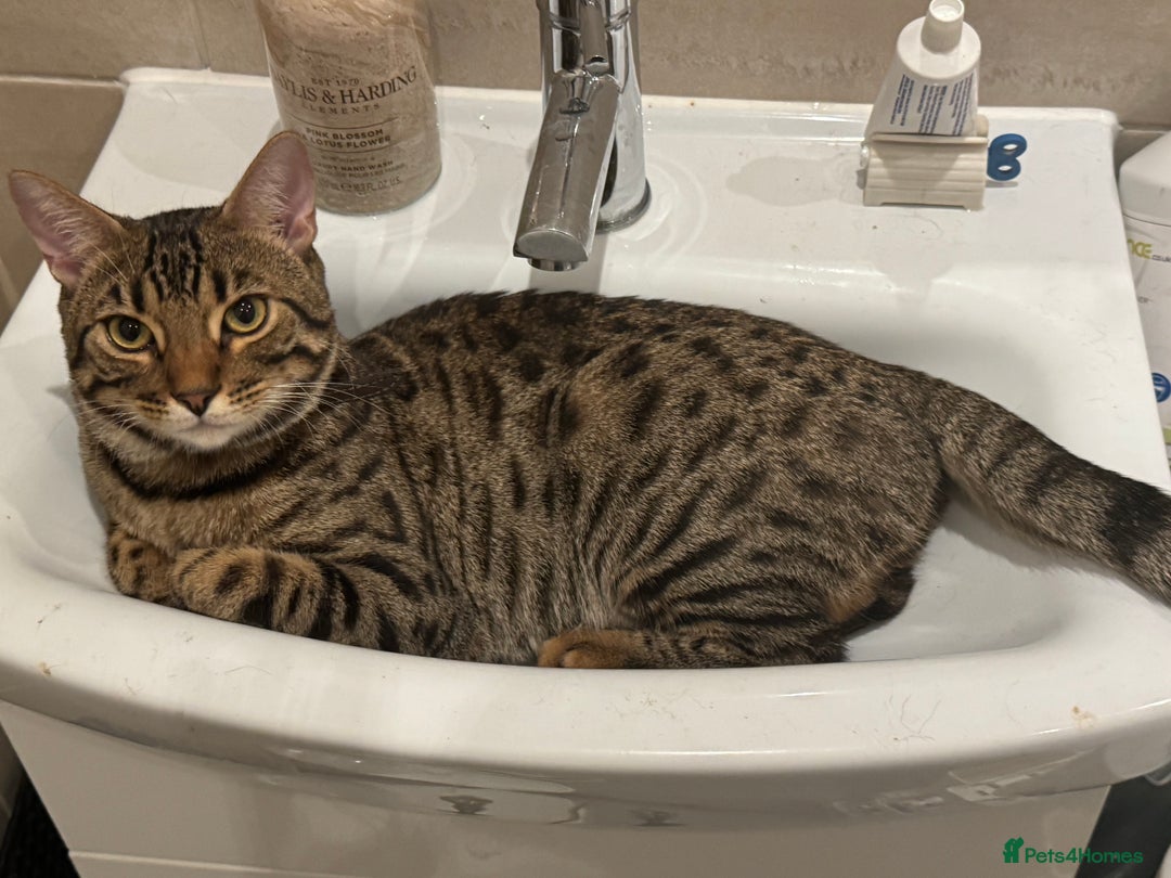 Bengal cats for sale: Sibling Bengals for Sale - Image 4