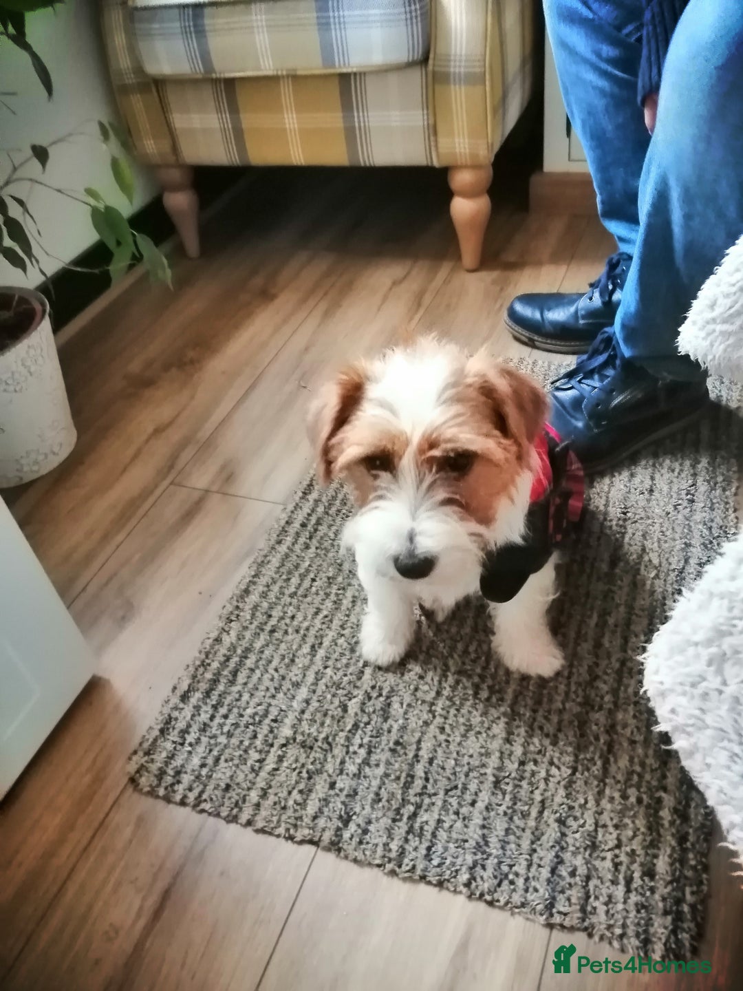 Jack Russell dogs for sale: Wire coat Jack Russell  - Advert 1