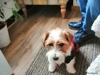 Jack Russell dogs Wire coat Jack Russell - Advert 4