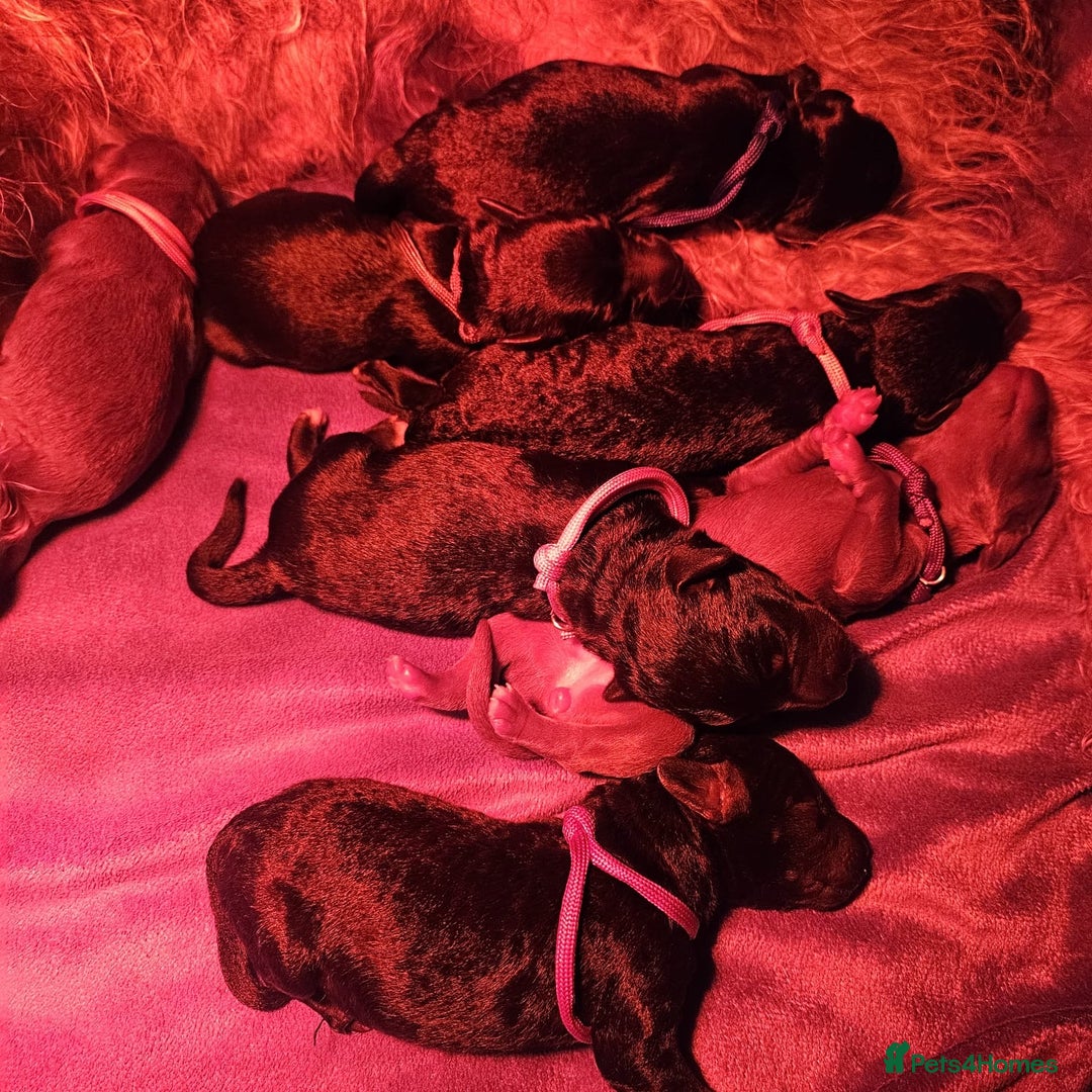 Bedlington Terrier dogs for sale: Bedlington whippet  - Advert 37