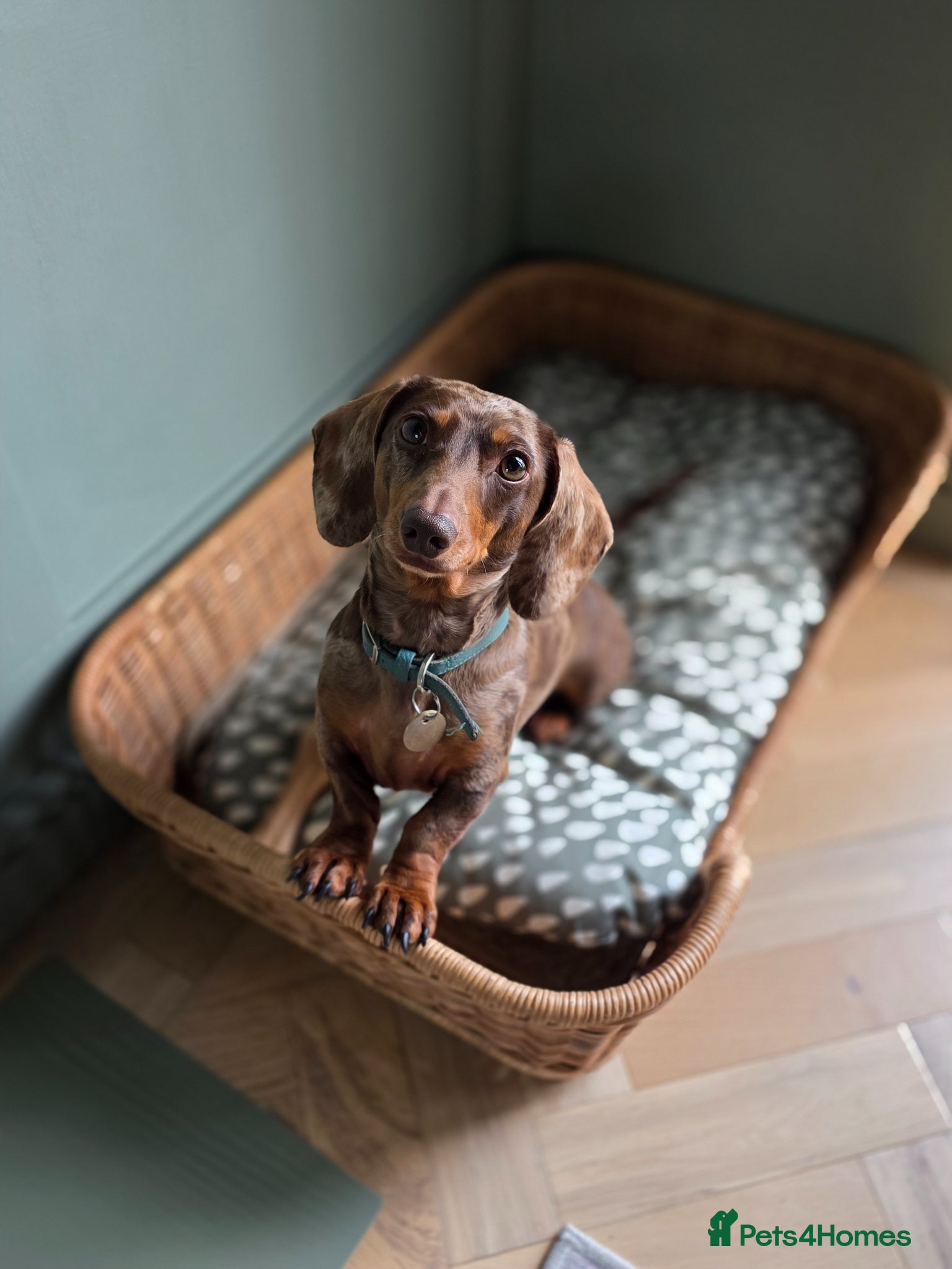 Miniature Dachshund dogs Snickers - Male 3 years - Advert 1