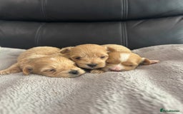 Maltipoo dogs for sale: Stunning litter of tiny maltipoos - Image 1