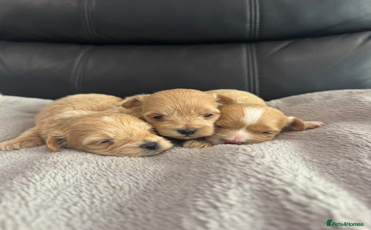 Maltipoo dogs - Advert 5