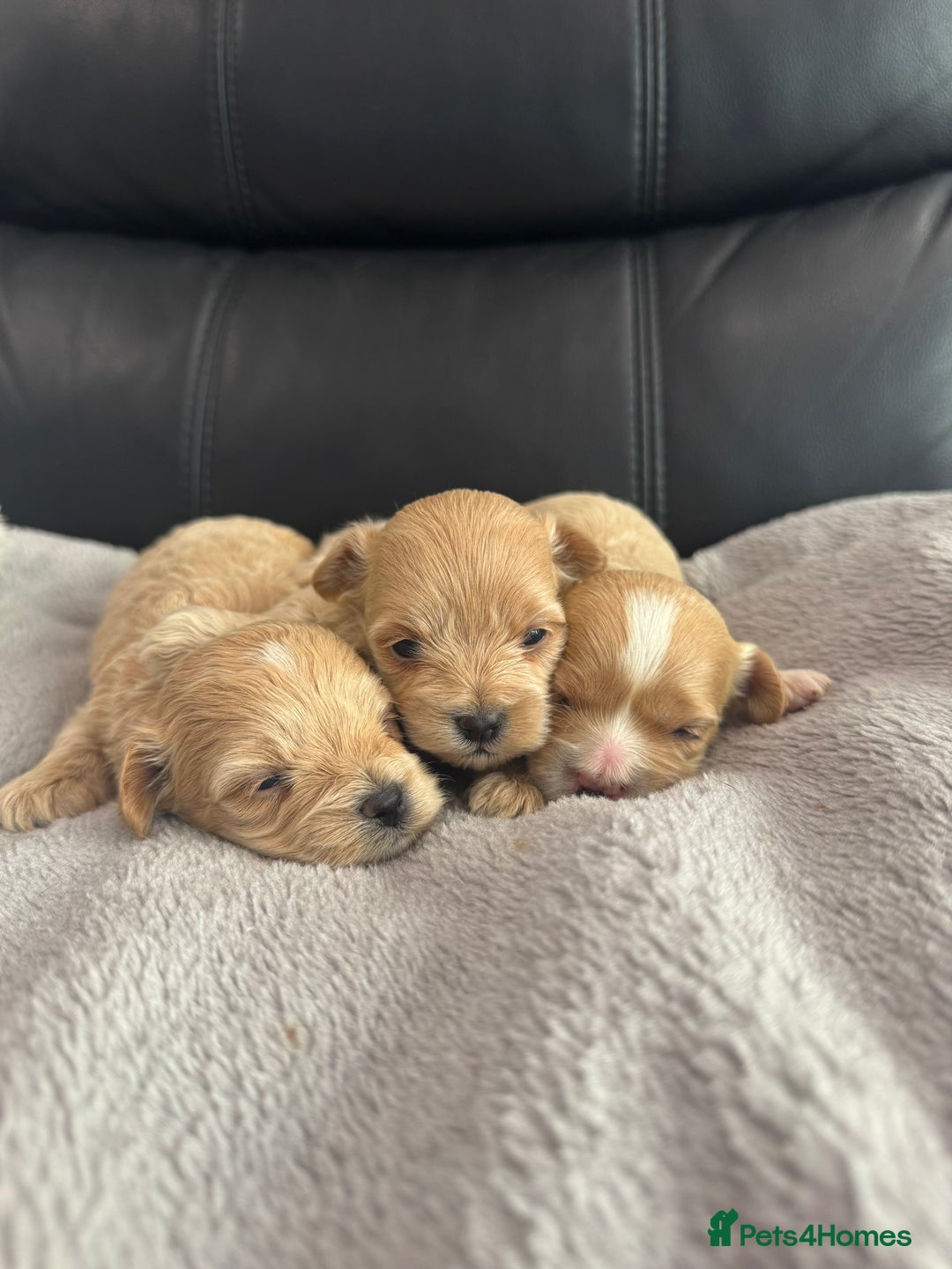 Maltipoo dogs for sale: Stunning litter of tiny maltipoos - Image 1