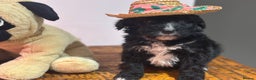 Bernedoodle dogs for sale: F1 BERNADOODLE BOYS AND GIRLS - Advert 18