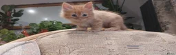 Mixed Breed cats for sale: Kittens ginger/black  - Advert 12
