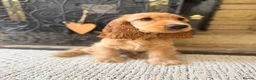 Cocker Spaniel dogs for sale: 🏆 Champion Bloodline KC Show Cocker Spaniel Girl - Advert 3