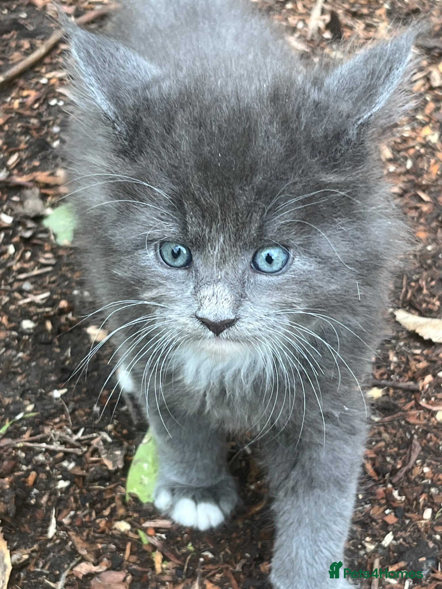 Maine Coon cats Pure breed Maine Coon kitten - Advert 4