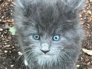Maine Coon cats Pure breed Maine Coon kitten - Advert 6