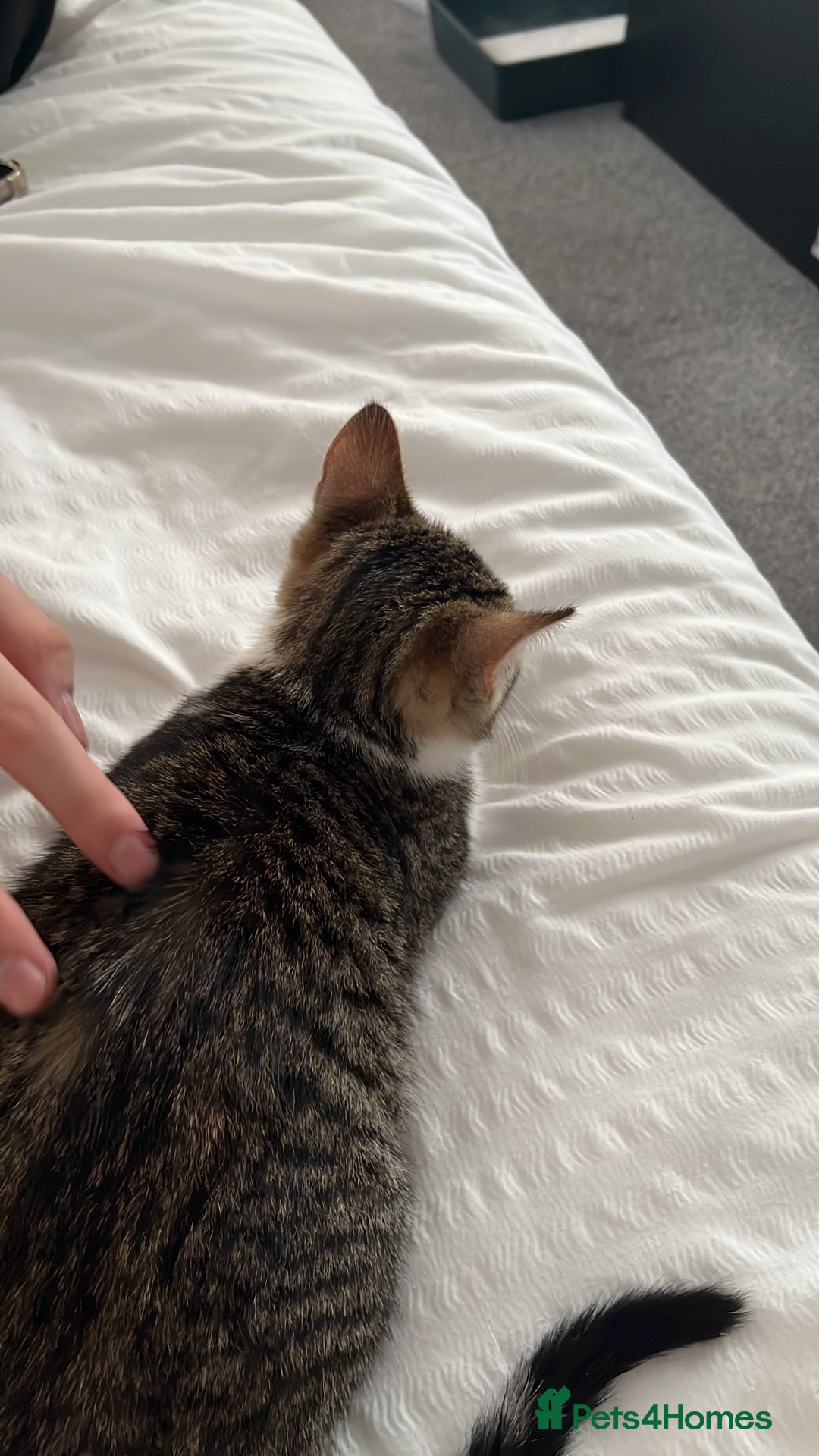 Bengal cats for sale: bengal kitten with supplies - Image 4