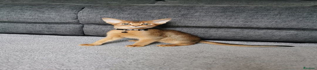 Abyssinian Kitten 1