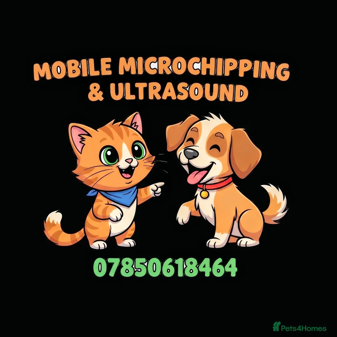 Bichon Frise dogs for stud: Alfie, super stud in Birmingham - Advert 2