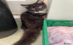 Domestic Shorthair cats for sale: 5 month old male  - Image 2