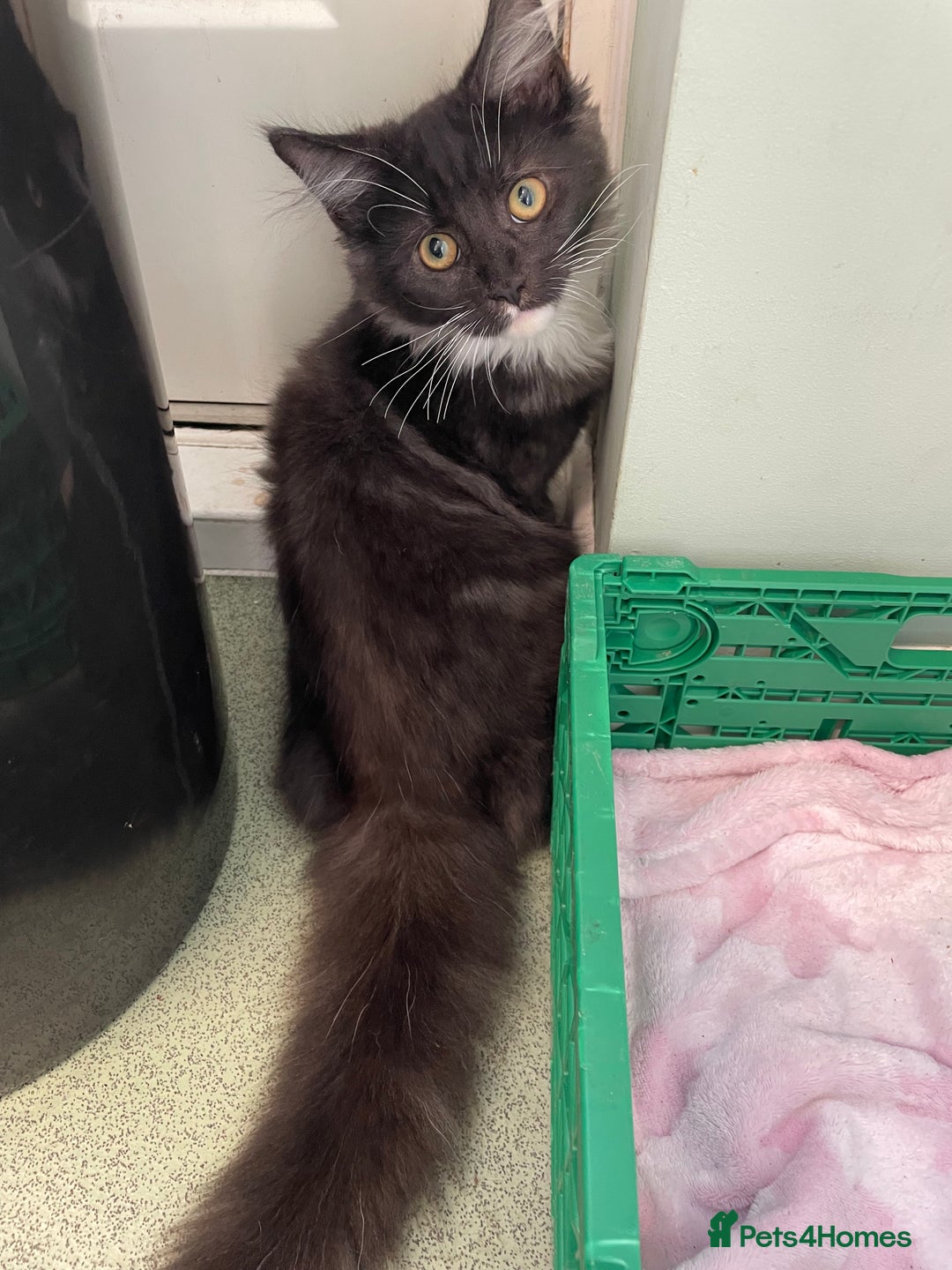 Domestic Shorthair cats for sale: 5 month old male  - Image 2