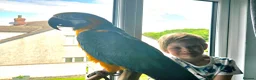 Macaws birds for sale: BLUE & GOLD MACAW, 2 YEARS OLD, COMPLETE SETUP in Maryport - Advert 15