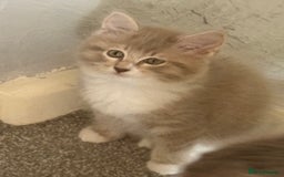 Ragdoll cats for sale: 🌟RAGDOLL KITTENS 🌟 - Image 3