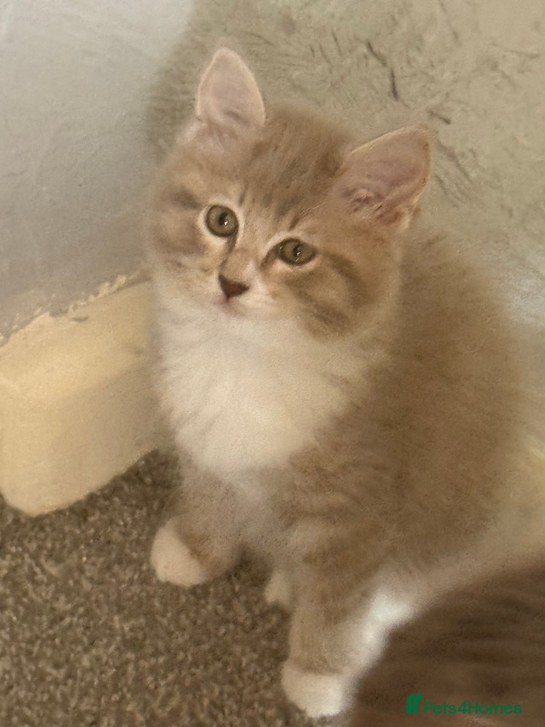 Ragdoll cats for sale: 🌟RAGDOLL KITTENS 🌟 - Image 3