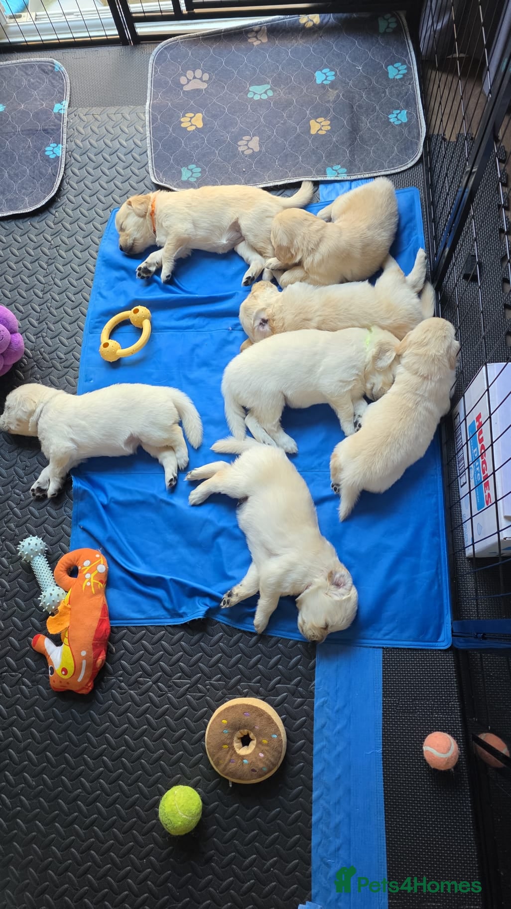 Golden Retriever dogs KC Registered Golden Retriever Puppies Available - Advert 2