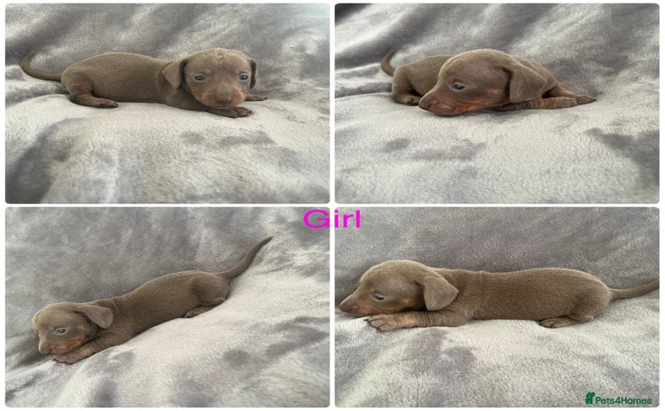 Miniature Dachshund dogs 1 ISABELLA&TAN GIRL LEFT READY 19/12/25 - Advert 16